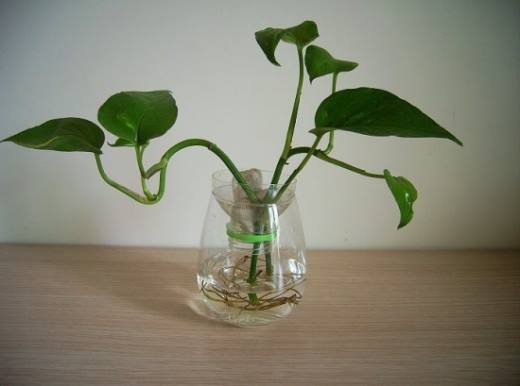 如何让植物安全过冬,观叶植物、多肉植物、水培植物各不一致