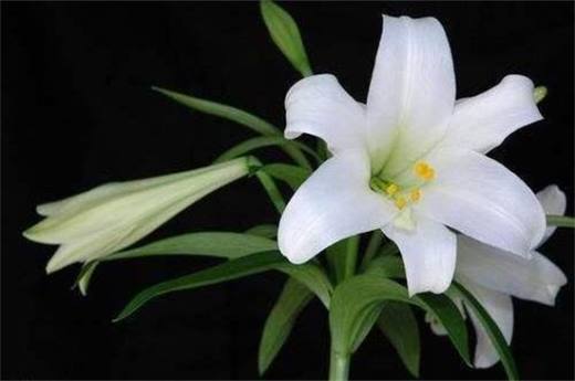 夏天的花有哪些？盘点十种夏季开放的花卉