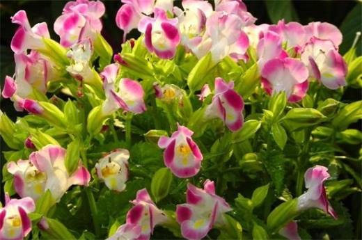 夏天适合种什么花?10种耐高温最美花卉