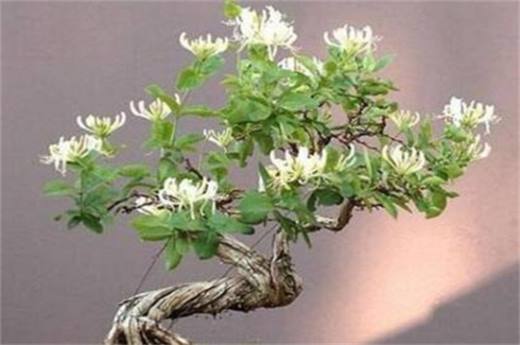 适合冬天养的耐寒植物有哪些?仙人掌可耐0℃低温