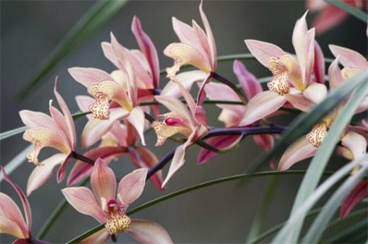 冬天开什么花？盘点10种较耐寒花卉