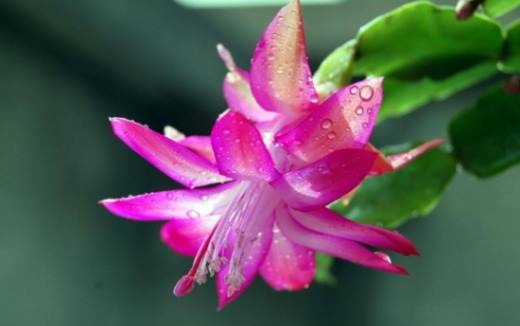 夏天哪些花不能多浇水,7种常见花介绍