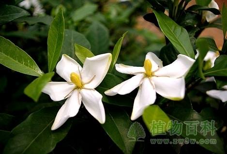 栀子Gardenia jasminoides
