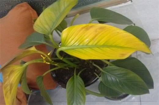 植物叶子发黄用什么肥 需及时的追施氮复合肥