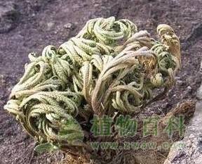世界上最另类有趣的植物