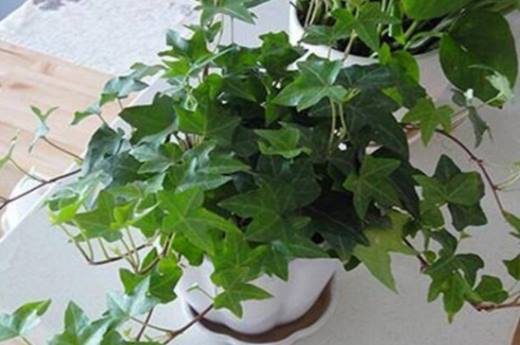 秋季植物有哪些?盘点10种秋季种植的植物