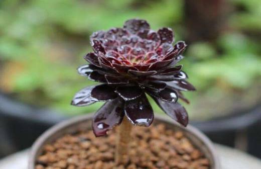 植物趣闻 为什么黑色花卉很少见?