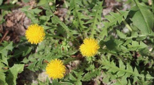 苦菜和蒲公英的区别 3个方面帮你区分