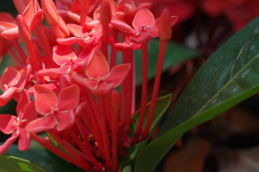 龙船花花谢后还开花吗?