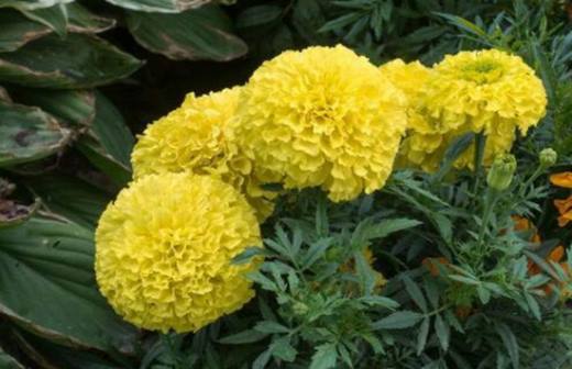 植物趣闻 神奇的植物开花“生物钟”
