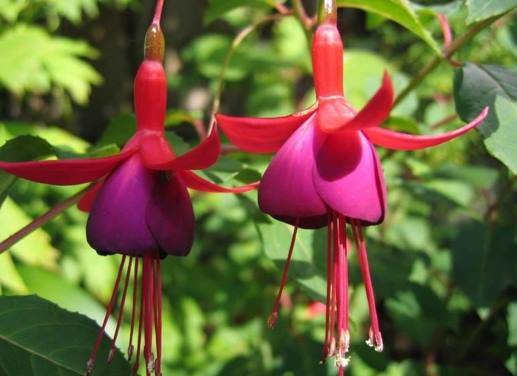 夏天哪些花不能多浇水,7种常见花介绍