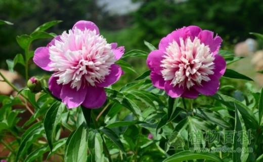 芍药