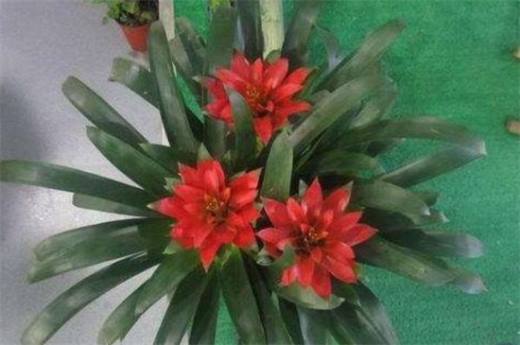 鸿运当头的花从哪里剪 花朵全部剪掉/然后必须分株种植