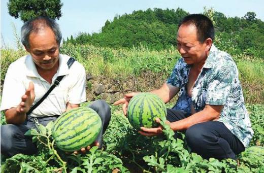西瓜是几月份的水果 西瓜几月份熟(6～9月)