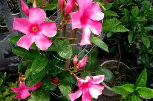 夏天适合种什么花?10种耐高温最美花卉
