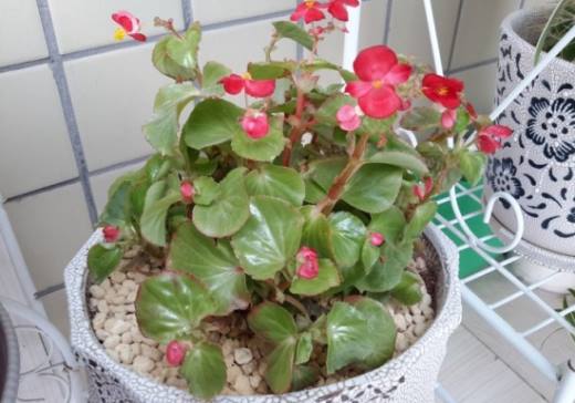 新手养花适合养什么花?