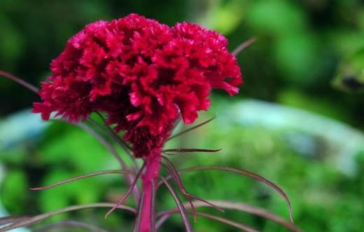 适合春季播种的花 春天适合种什么花?