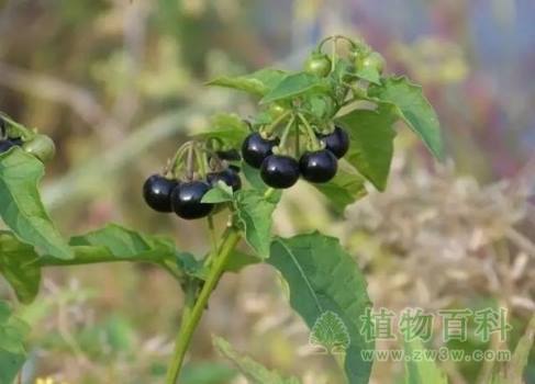 小时候常见又叫不上名的植物 太全了(图鉴)
