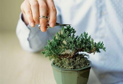 冬季植物剪枝有什么好处,防病虫害 保存养分