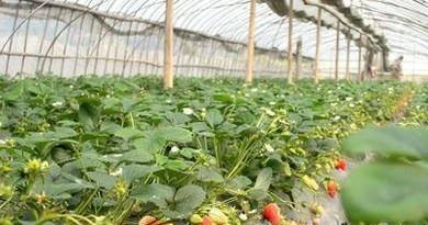 采草莓准备工作及采摘技巧