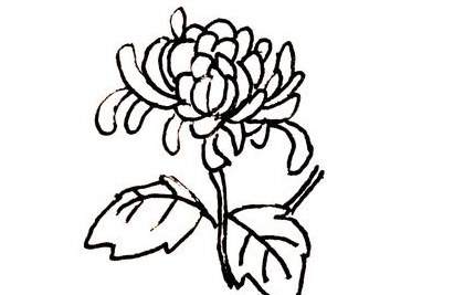 菊花简笔画