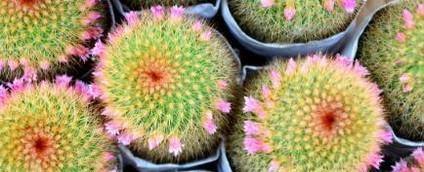 如何让仙人球开花?