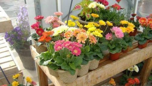 如何养好非洲菊？