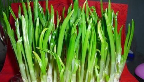 种蒜苗怎样挑选大蒜？