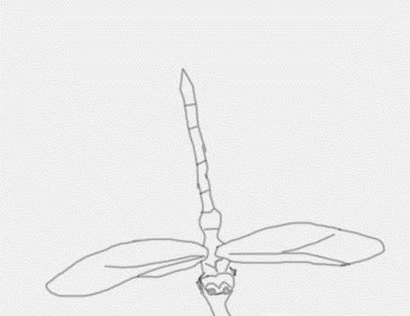 蜻蜓怎么画——简笔画