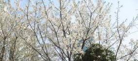武汉哪些地方可以赏樱花