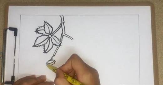 爬山虎怎么画
