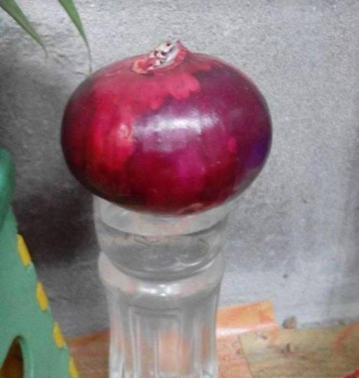 如何在家里进行水培洋葱