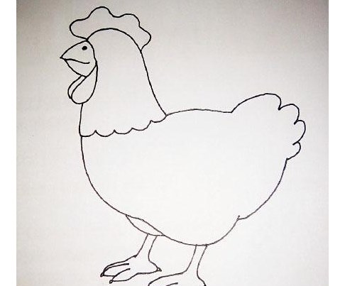 鸡的简笔画