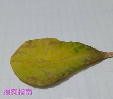树叶贴画的制作！