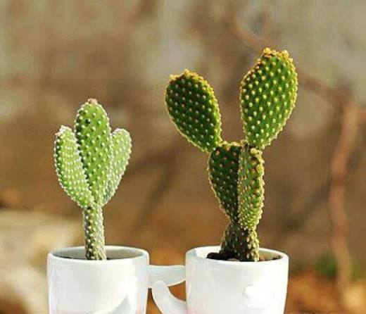 室内适合养什么植物