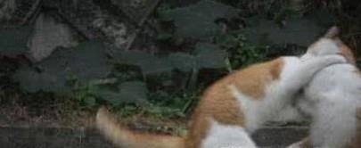 处理猫猫打架的方法