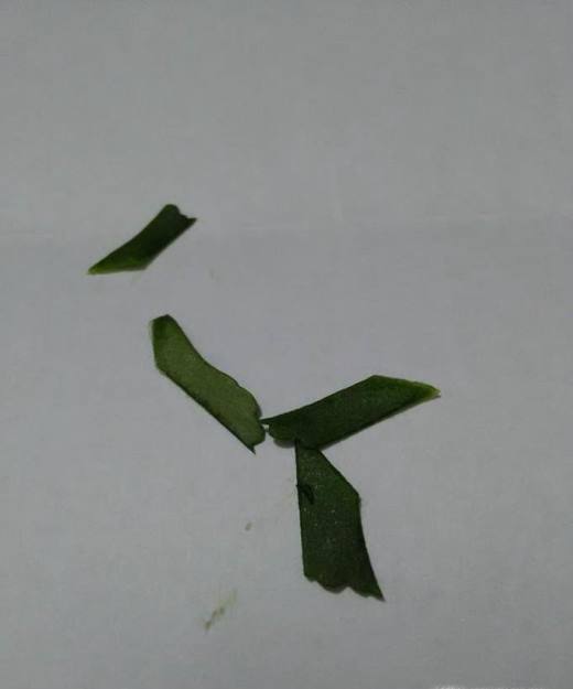 如何制作幼儿树叶趣味粘贴画