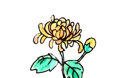 菊花简笔画
