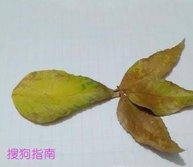 树叶贴画的制作！