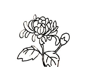 菊花简笔画