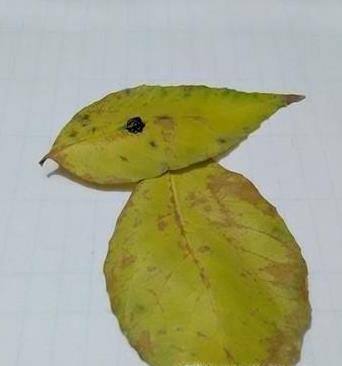 树叶贴画的制作！