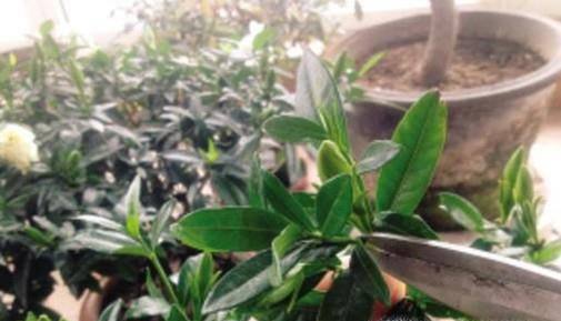 栀子花怎么才能养好?
