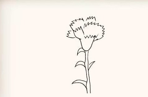 康乃馨简笔画