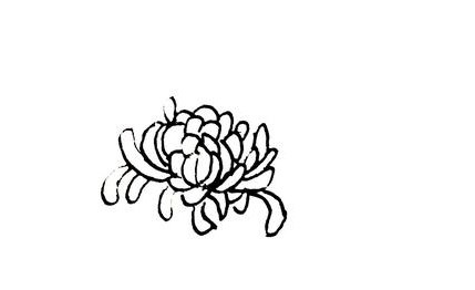 菊花简笔画