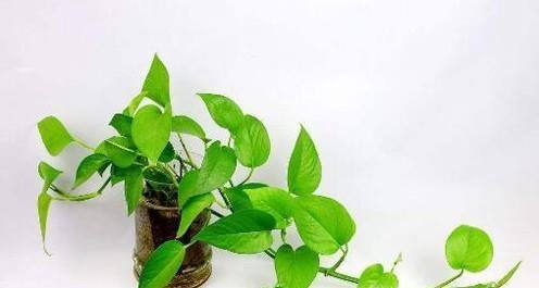 新房除甲醛方法汇总 用什么去甲醛最好?