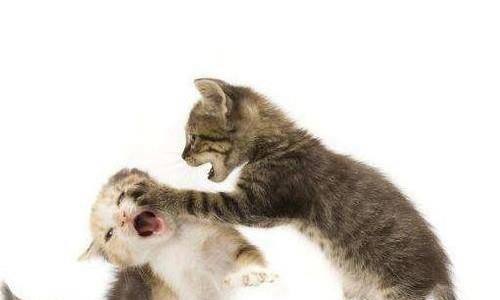 处理猫猫打架的方法