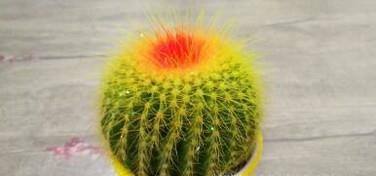 如何让仙人球开花?