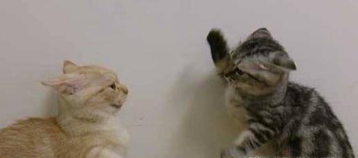 处理猫猫打架的方法