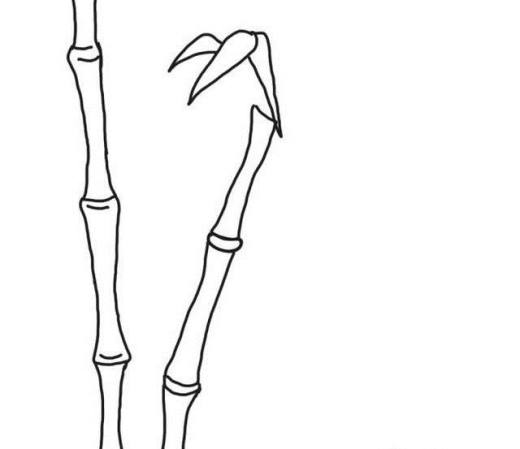 怎样画漂亮竹子