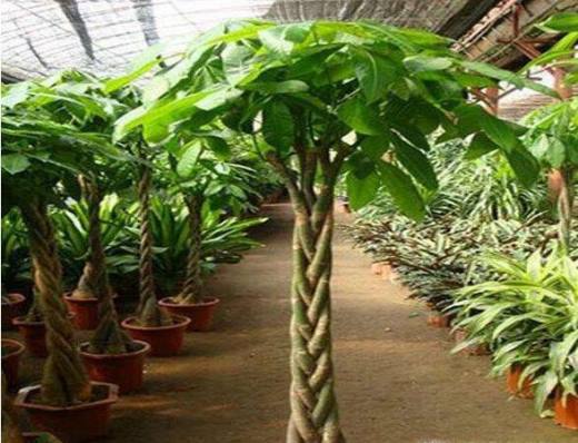 室内适合养什么植物